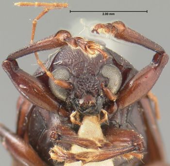 Media type: image; Entomology 9808   Aspect: head frontal view